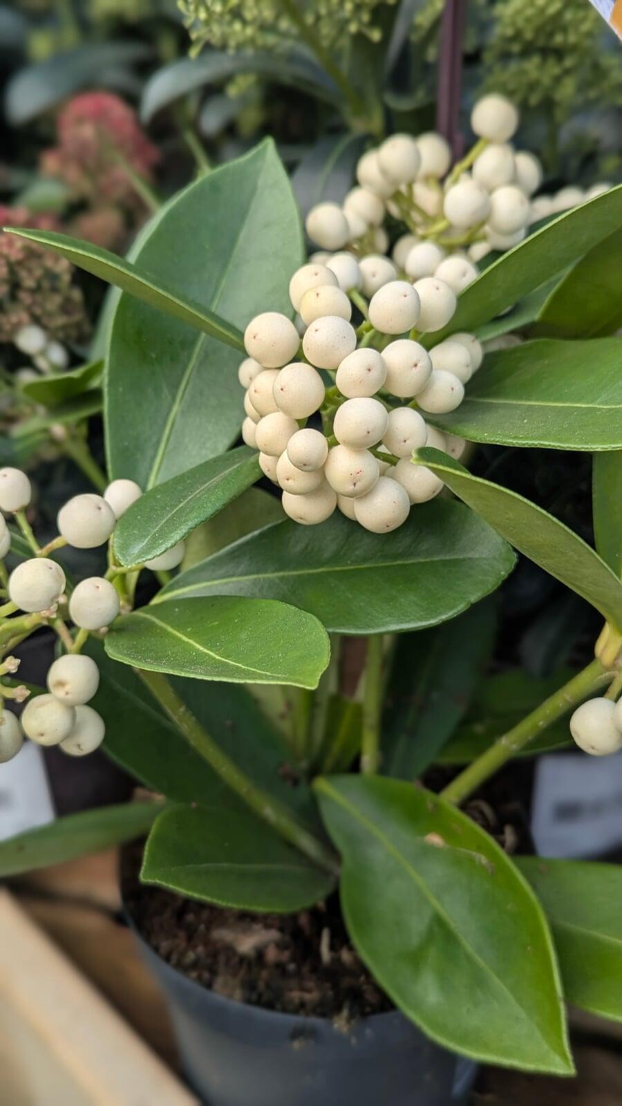 Late November flower box planting